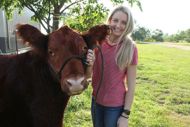 Beare-show-cattle-(28).jpg